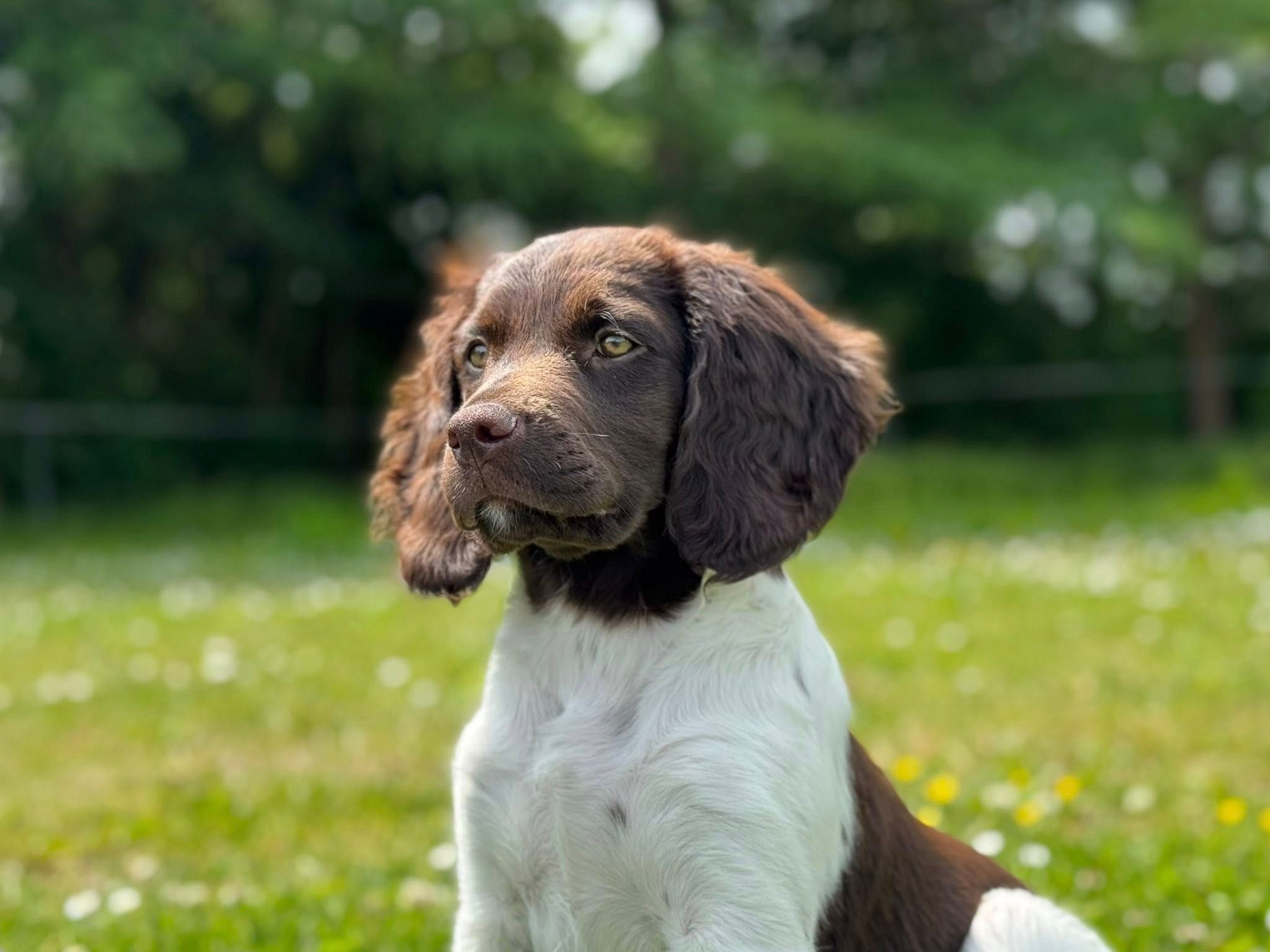 Hundetræning i naturen
