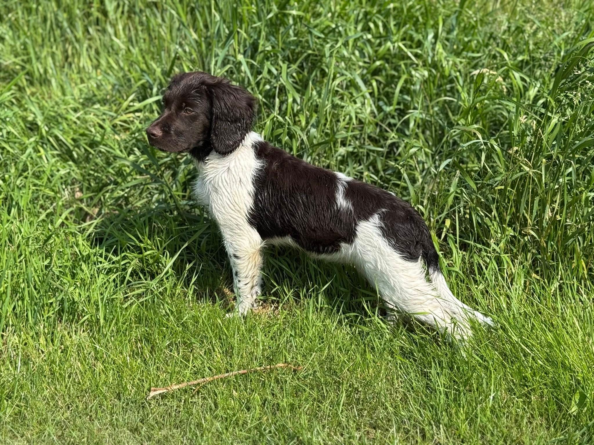 Jagthunde i træning